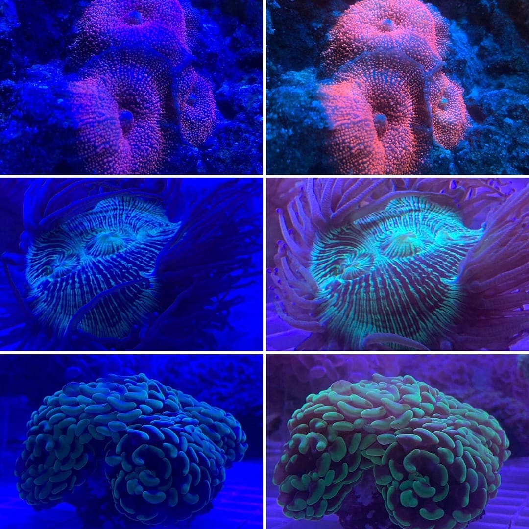 photos-Orphek-Coral-Lens