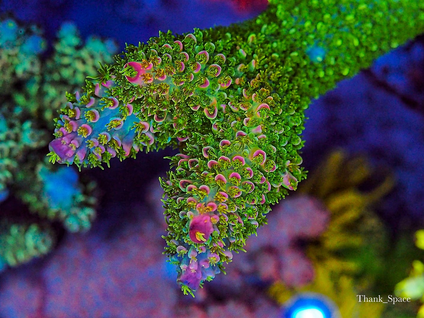 The Secret of Coral Health & Growth Atlantik iCon Helius Program