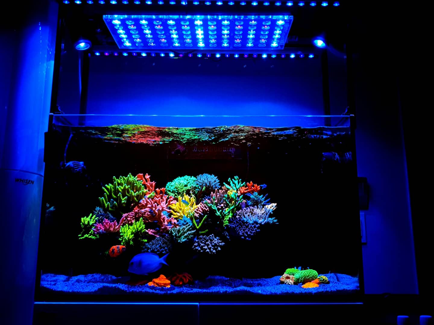 Amazing-65-gallon-SPS-dominated-reef-aquarium-lighted-by-Atlantik-OR3