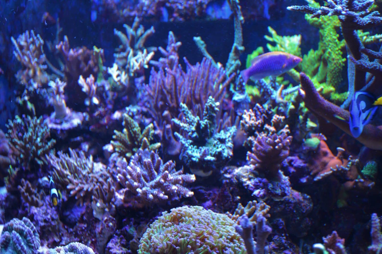 colorful reef corals aquarium