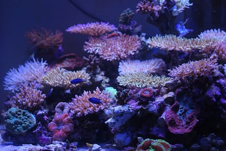 SPS reef tank 