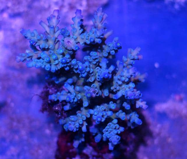 blue sps coral
