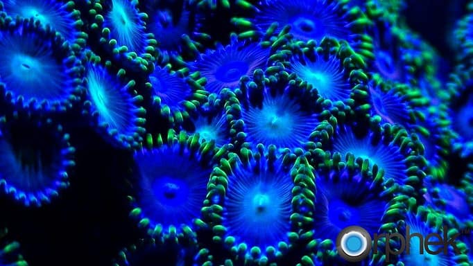 coral fluorescence under uv orphek ml7 coral fluorescence under uv orphek ml7