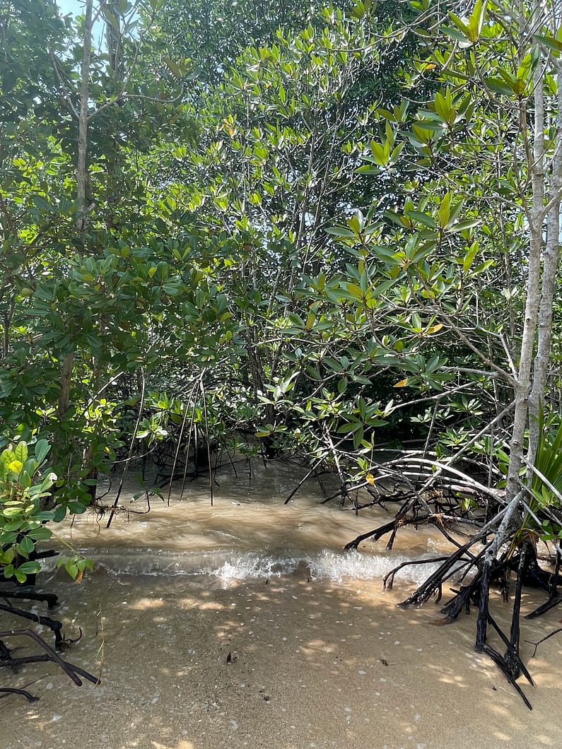 Orphek_LED_spectrum_planted_mangrove