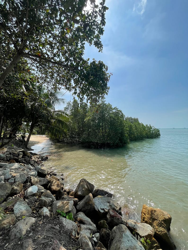 mangrove_costal_line_Orphek_spectrum_LED_lights-