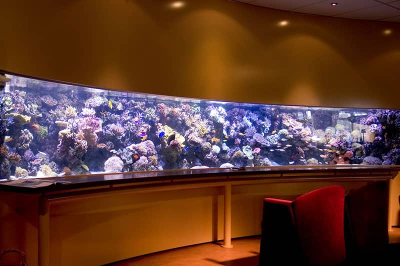 peter tank 2006 Pieter van Suijlekom's Reef Aquarium Revisited