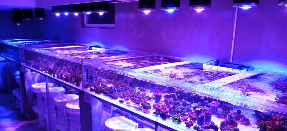 Coral frag tank Photos light by Orphek LED lighting