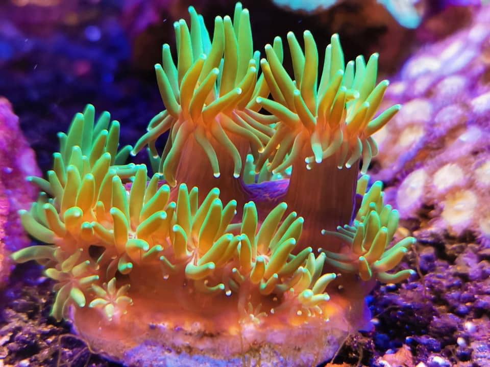 photos-Orphek-Coral-Lens